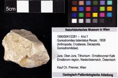 Foto (Objket + Etiketten) von Goniodromites bidentatus (Reuss, 1858) 